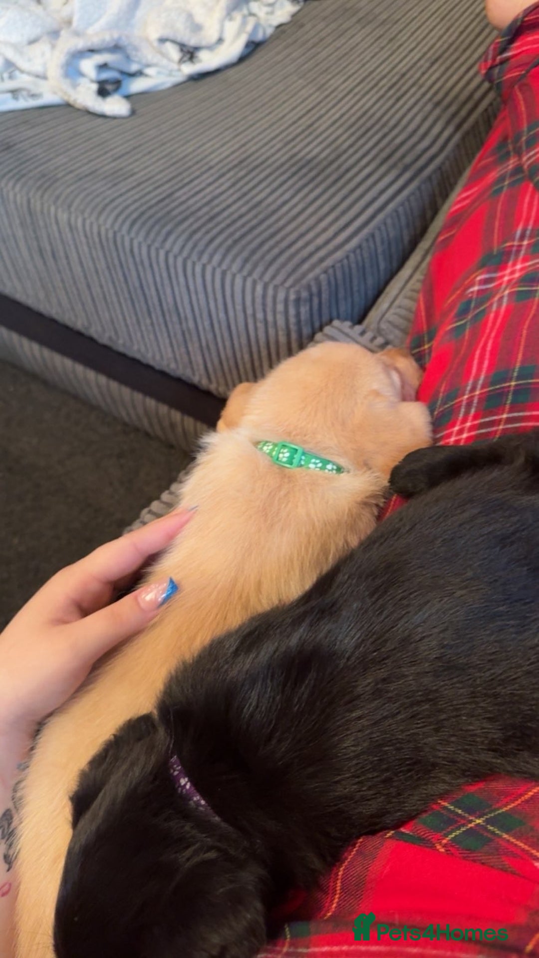 Labrador Retriever dogs for sale: White lab male - Advert 2