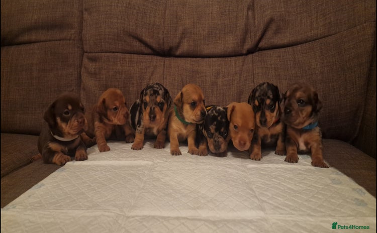 Mixed Breed dogs - Advert 16