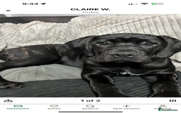 Cane Corso dogs for sale: Two beautiful cane corsos looking to be rehomed - Image 13