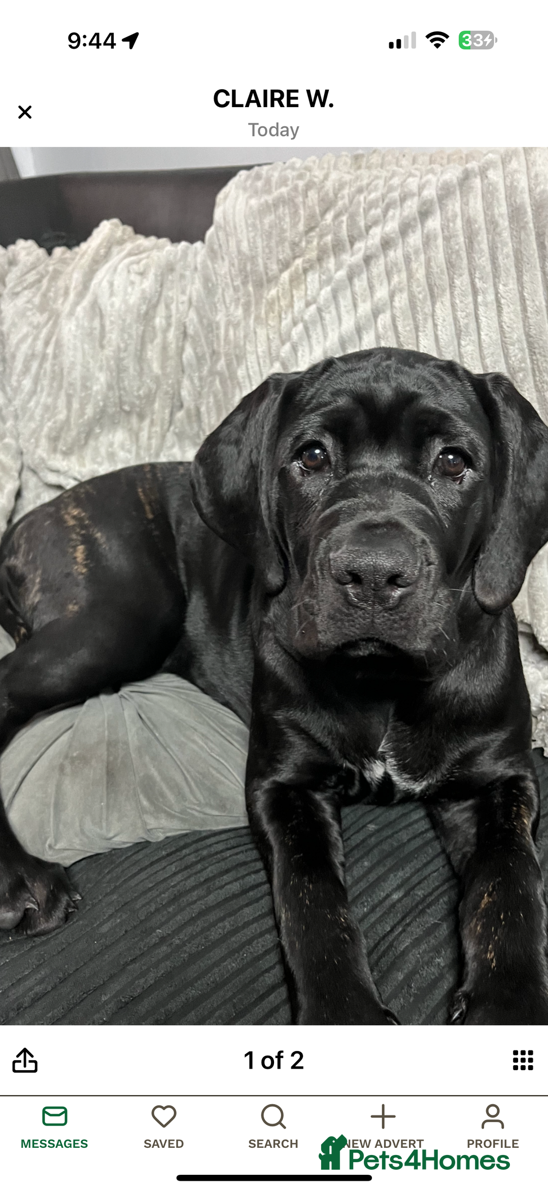 Cane Corso dogs for sale: Two beautiful cane corsos looking to be rehomed - Image 13