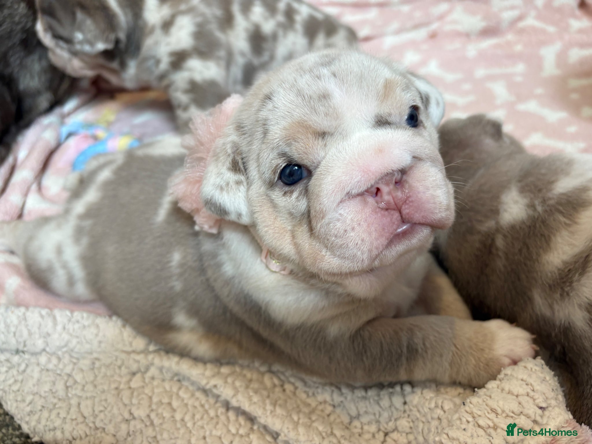 English Bulldog dogs KC English Bulldog Pups – Health Tested Parents - Advert 6