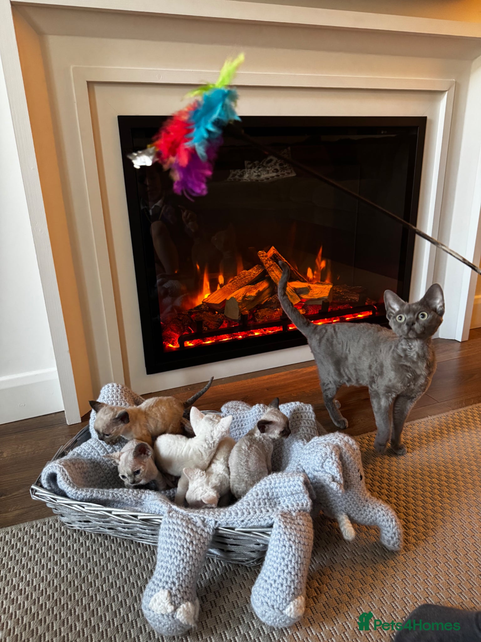 Devon Rex cats Only 2 available Stunning FIFe Devon Rex Kittens - Advert 3
