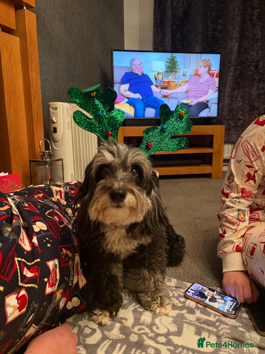 Bordoodle dogs for sale: Stunning litter of colliepoo/bordoodle puppies  - Advert 4