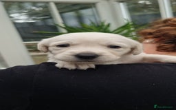 Mixed Breed dogs for sale: Double Doodle puppies  - Image 4