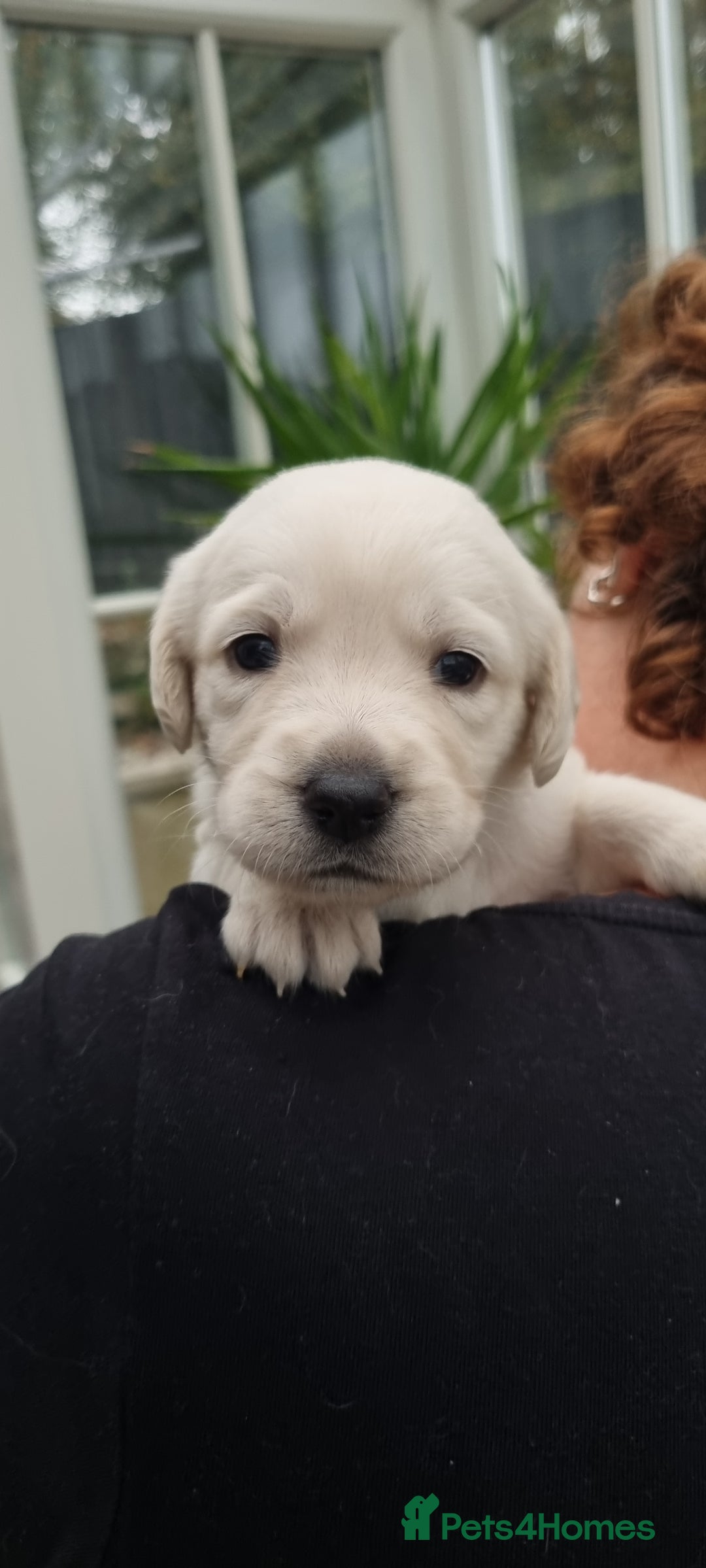 Mixed Breed dogs for sale: Double Doodle puppies  - Image 4