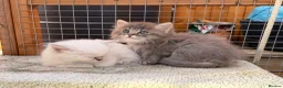 Persian cats for sale: 7 beautiful Persian x Ragdoll kittens - Advert 10