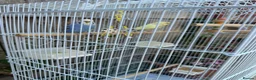 Lovebirds birds for sale: Budgies in Northampton - Advert 1