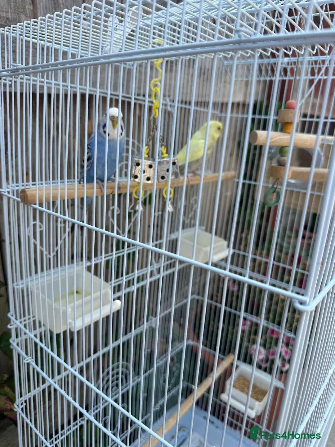 Lovebirds birds for sale: Budgies in Northampton - Advert 1