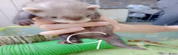 Ferret rodents for sale: Ferret kits Cinnamons also browns available  - Advert 5