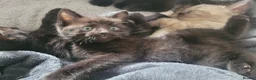 Mixed Breed cats for sale: Mixed Breed male and female kittens ready TBH  - Advert 3