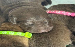 Mixed Breed dogs for sale: Beautiful Family-Raised Sheprador Puppies - Image 9