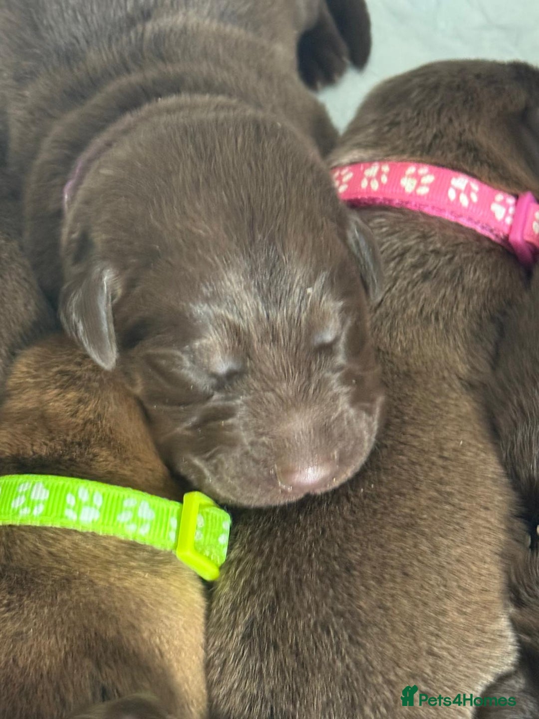 Mixed Breed dogs for sale: Beautiful Family-Raised Sheprador Puppies - Image 9