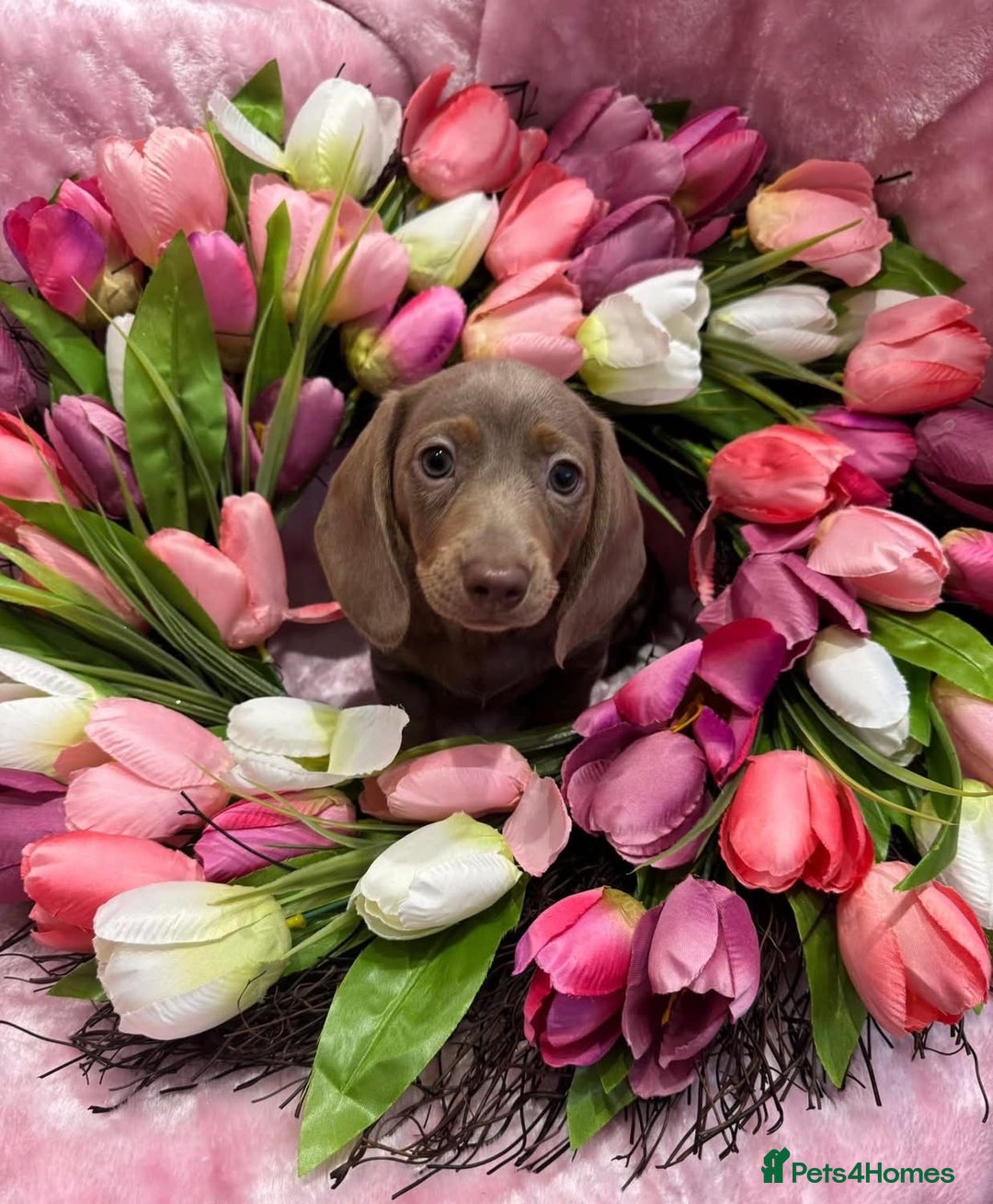 Miniature Dachshund dogs for sale: Miniature dachshunds - Advert 26