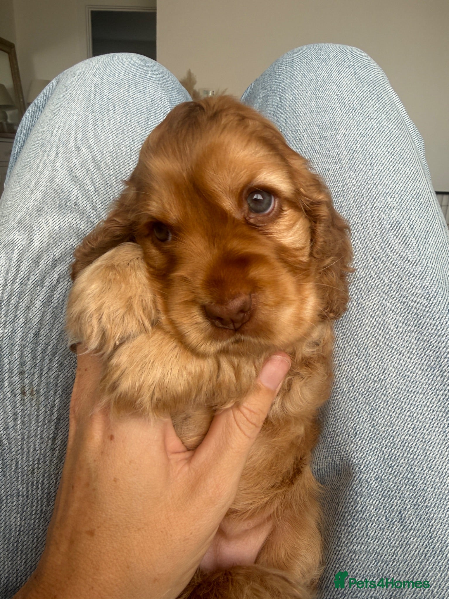 Cocker Spaniel dogs 1 Girl left 🩷 KC Reg Show Cocker Spaniel Puppies  - Advert 6