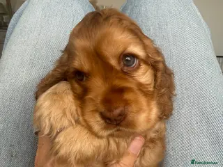 Cocker Spaniel dogs 1 Girl left 🩷 KC Reg Show Cocker Spaniel Puppies - Advert 6