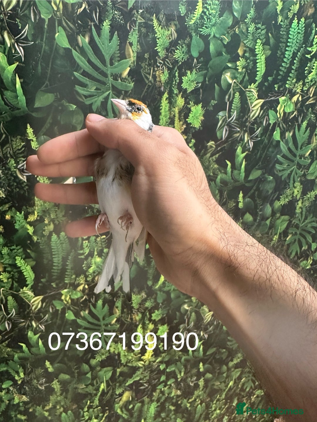 Finches birds for sale: Goldfinch for sale  - Image 10