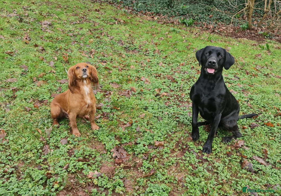 Labrador Retriever dogs for stud: KC Health Tested Labrador Stud 0/0 Hips/ Elbows - Advert 5