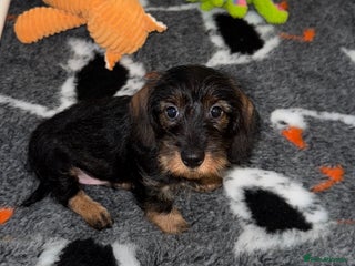 Dachshund dogs 🩷💙Stunning KC Wire haired Dachshunds🩷💙 - Advert 7