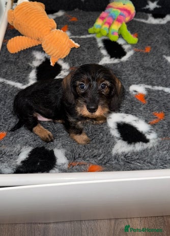 Dachshund dogs 🩷💙Stunning KC Wire haired Dachshunds🩷💙 - Advert 3