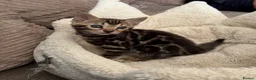 Bengal cats for sale: TICA pure breed Bengal kittens available.  - Advert 15