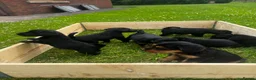 Mixed Breed dogs for sale: 3/4 welsh terrier 1/4cocker spaniel puppys - Advert 12