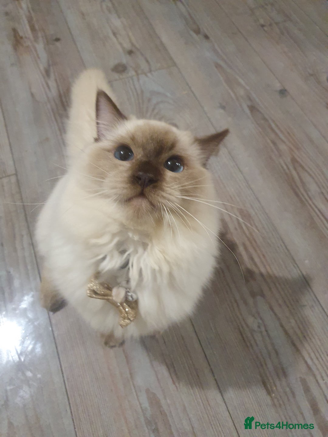 Ragdoll cats for sale: 6.5Months RagdollBoys - Advert 19