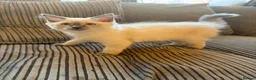 Ragdoll cats for sale: Ragdoll kittens ready to leave - Advert 7