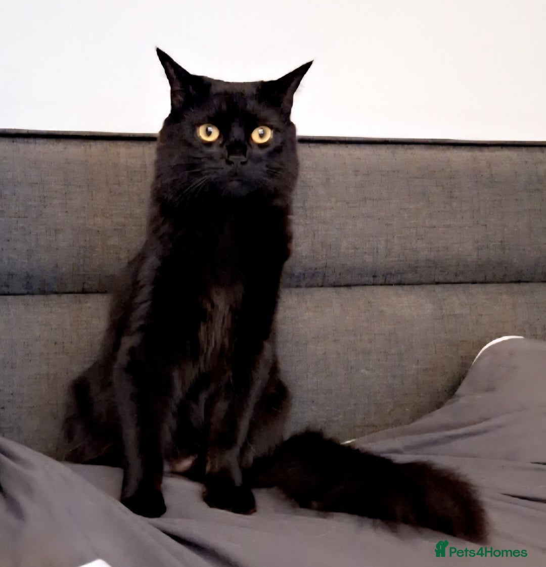 Ragdoll cats for sale: Ragdoll x Bombay  - Advert 20