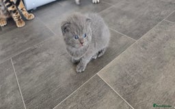 Scottish Fold cats for sale: For sale Scottish fold kitties  - Image 12
