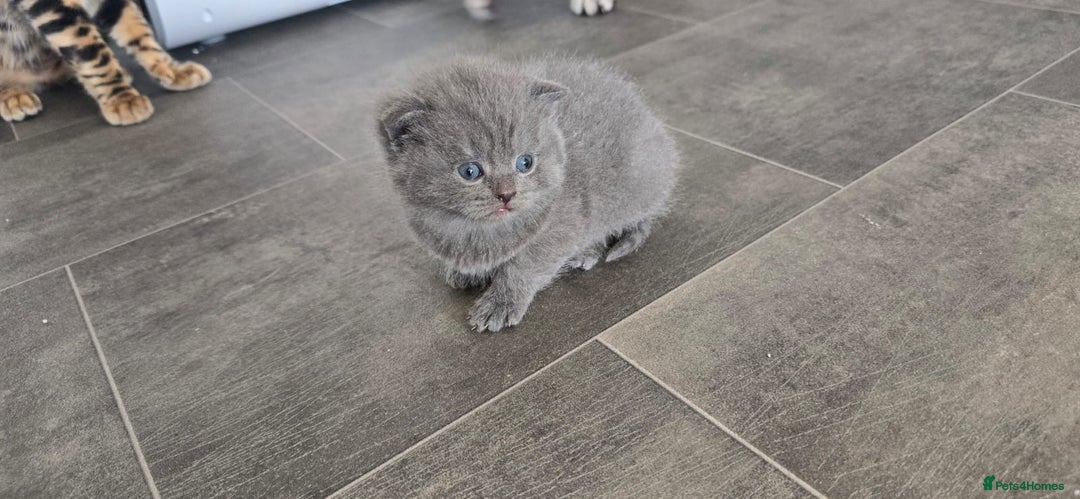 Scottish Fold cats for sale: For sale Scottish fold kitties  - Image 12