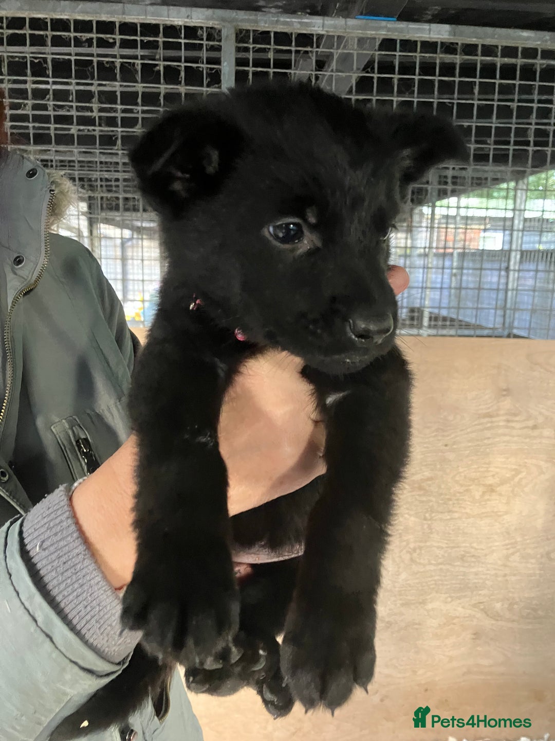 German Shepherd dogs for sale: Superb German Shepherd pups working lines - Advert 8