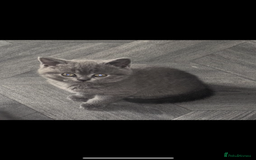 British Shorthair cats for sale: Blue British shorthair  - Image 6