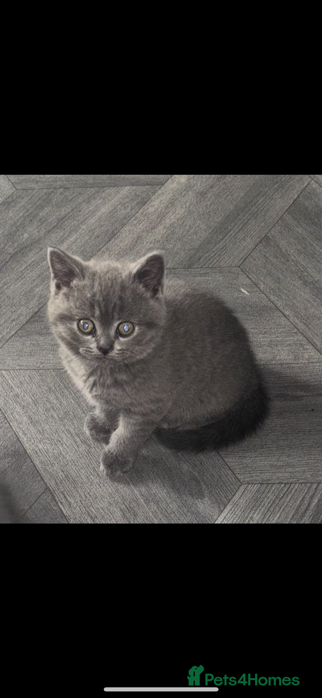 British Shorthair cats for sale: Blue British shorthair  - Image 6