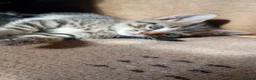 Mixed Breed cats for sale: 3 lively kittens looking a new home - Advert 9