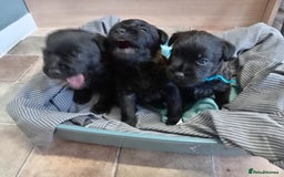Mixed Breed dogs for sale: 3/4 border terrier pups  - Image 2
