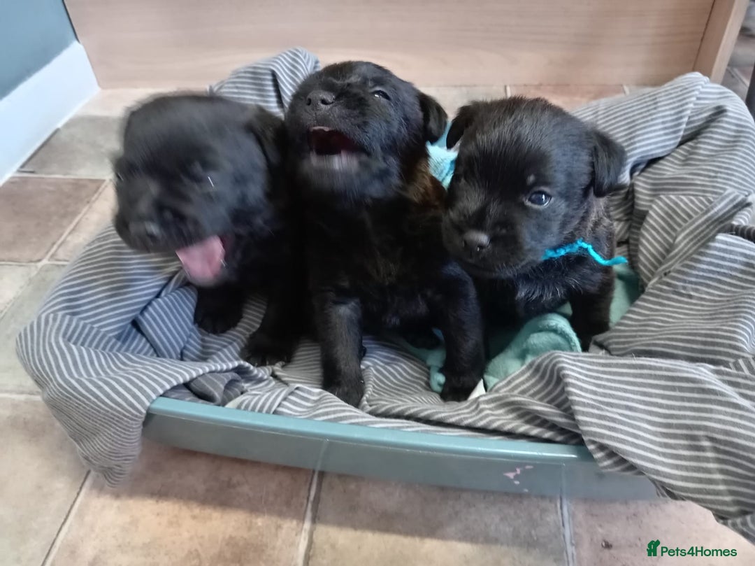 Mixed Breed dogs for sale: 3/4 border terrier pups  - Image 2
