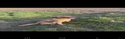 Labrador Retriever dogs for sale: Gorgeous Labrador puppies - Advert 22