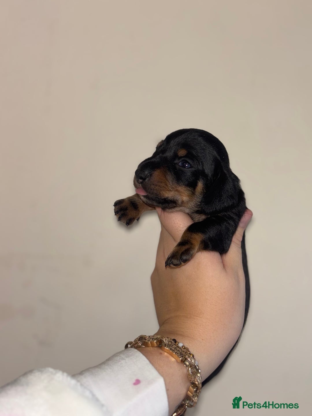 Miniature Dachshund dogs for sale: MINIATURE DACHSHUNDS - Advert 23