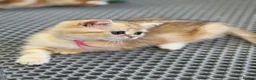 British Shorthair cats for sale: British shorthair/longhair golden kittens  - Advert 22
