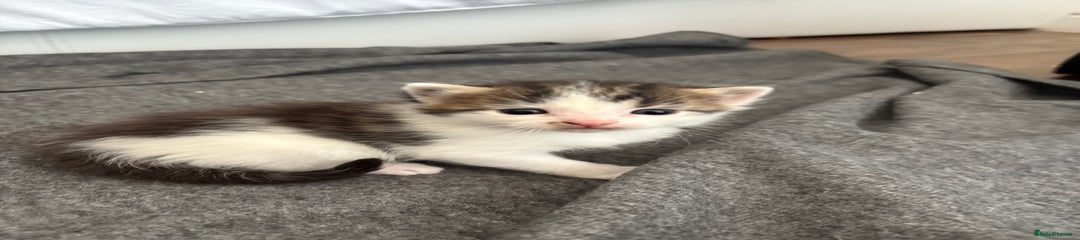 Maine Coon Kitten 2