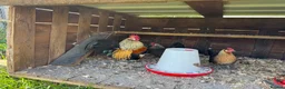 Chickens poultry for sale: 7 Dutch Bantam Hens Gold & Silver Partridge  in Ulverston - Advert 2