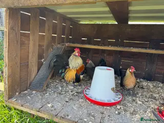 Chickens poultry 7 Dutch Bantam Hens Gold & Silver Partridge - Advert 2