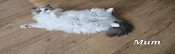 Ragdoll cats for sale:  GCCF Ragdolls kittens  - Advert 9