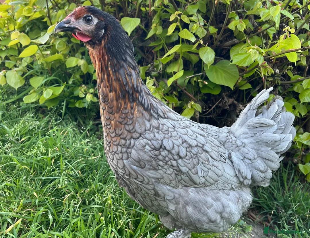 Chickens poultry for sale: 12x POL Hybrid Hens for sale in Hounslow! - Advert 1