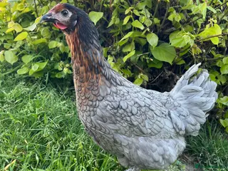Chickens poultry 14x POL Hybrid Hens for sale in Hounslow! - Advert 5