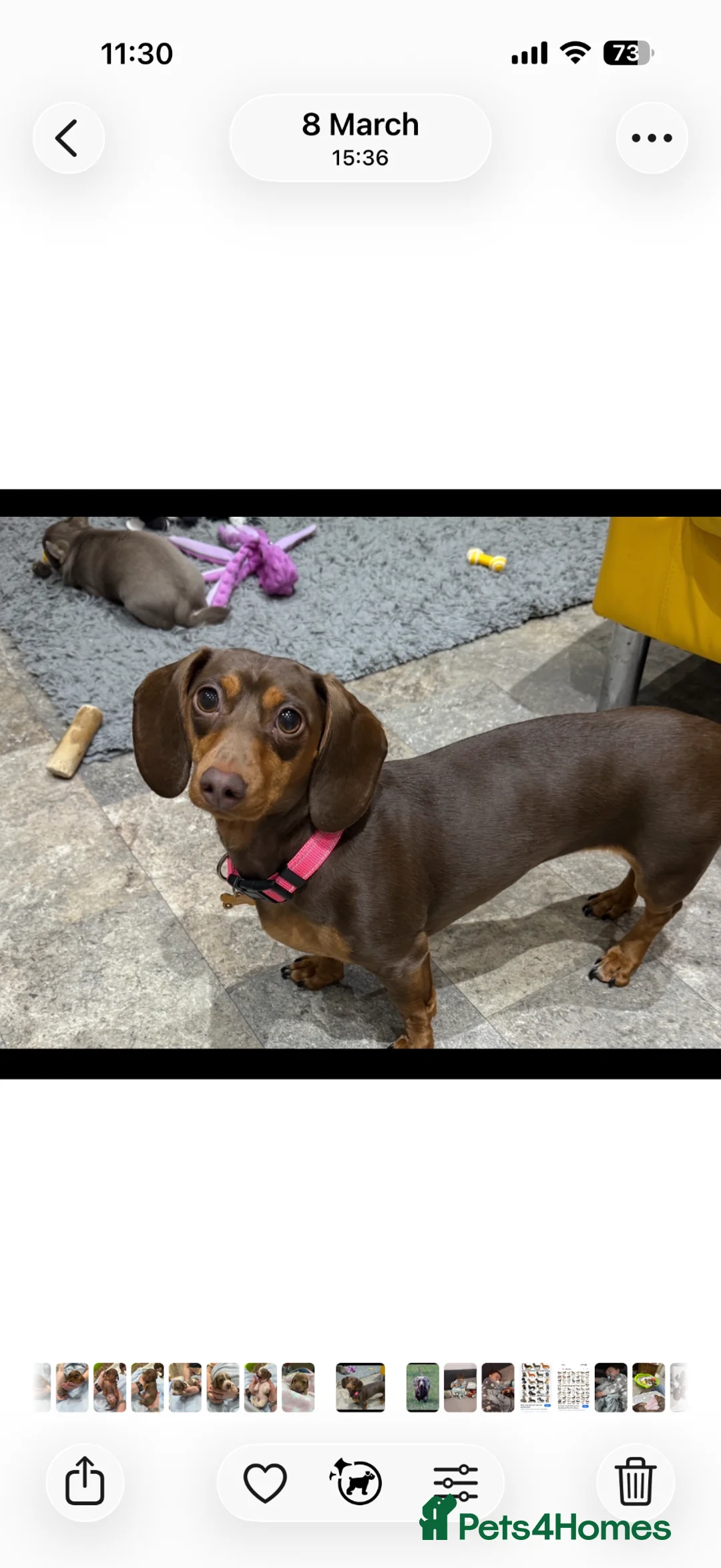 Dachshund dogs for sale: Miniature Dachshund puppies  - Advert 2