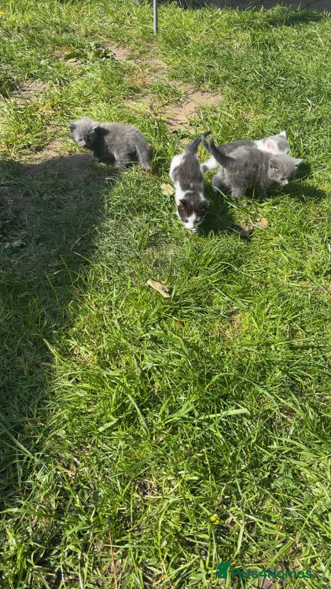 Domestic Shorthair cats for sale: 3 adorable kittens - Advert 5
