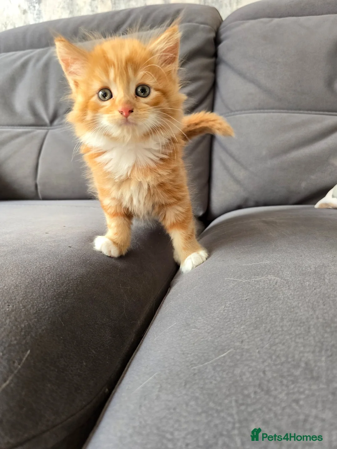 Mixed Breed cats for sale: Ginger fluffy girl for sale - Advert 17