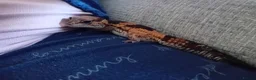 Gecko reptiles for sale: African fat tail gecko plus full set up in Poole - Advert 16