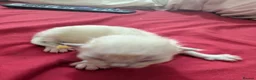 Ragdoll cats for sale: 5 beautiful ragdoll kittens  in Liverpool - Advert 7